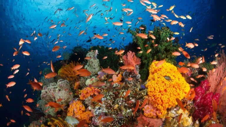 Leading of the Coral reefs Triangular